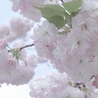 兽设森林场景设计福瑞交流群